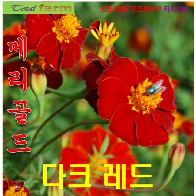 (씨앗나라) 프렌치메리골드 다크레드 10 립