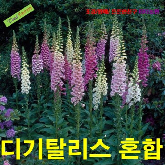 (씨앗나라) 큰키 디기탈리스 혼합색 씨앗 25립