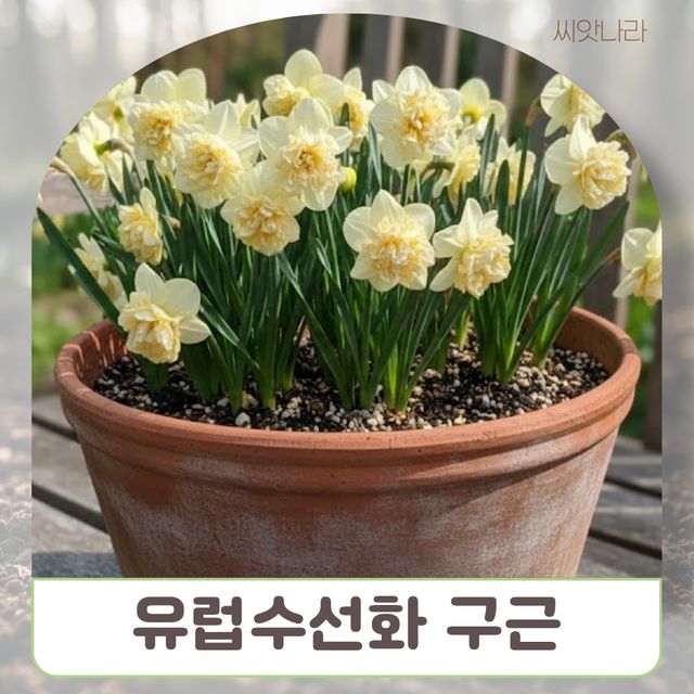 유럽수선화 아이스킹 구근3개 1세트