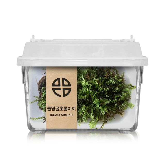 들덩굴초롱이끼 관찰 실험 키트
