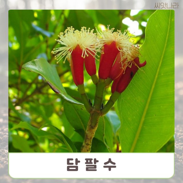 (씨앗나라) 희귀씨앗 담팔수 씨앗 15립