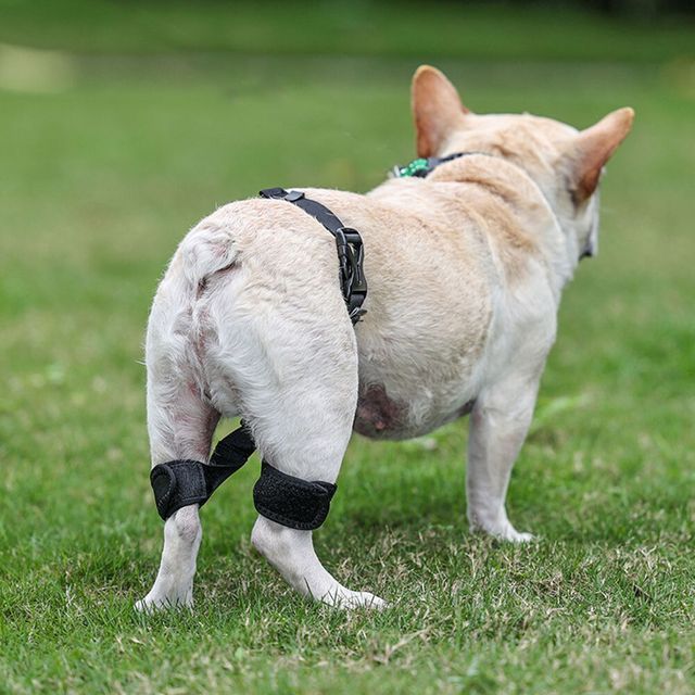 강아지 고관절 보호대 보호 벨트 S