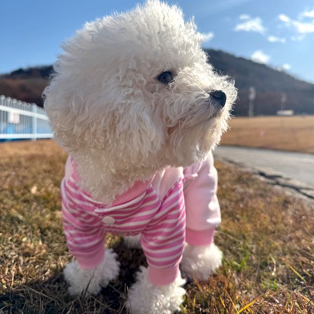 반려동물 스트라이프 오리 멜빵 올인원 티셔츠 하네스