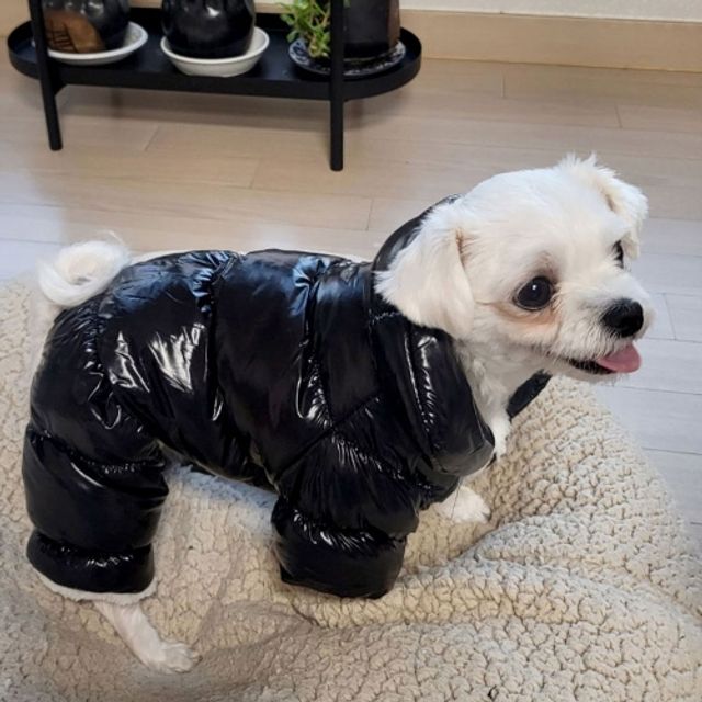 강아지 유광 롱패딩 애견 점퍼 겨울 산책 필수템