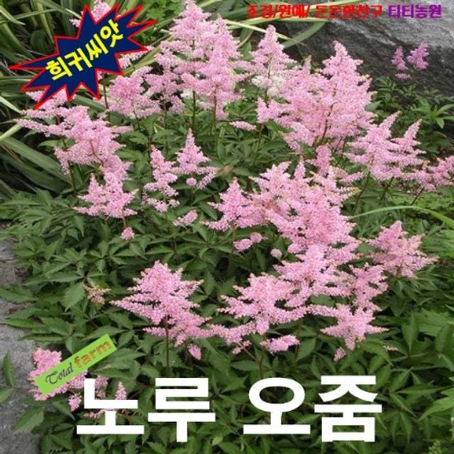 (씨앗나라) 야생화 희귀씨앗 서양노루오줌 씨앗15립