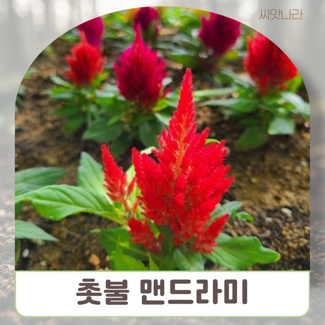 불꽃같은 모양 촛불맨드라미 씨앗 30립