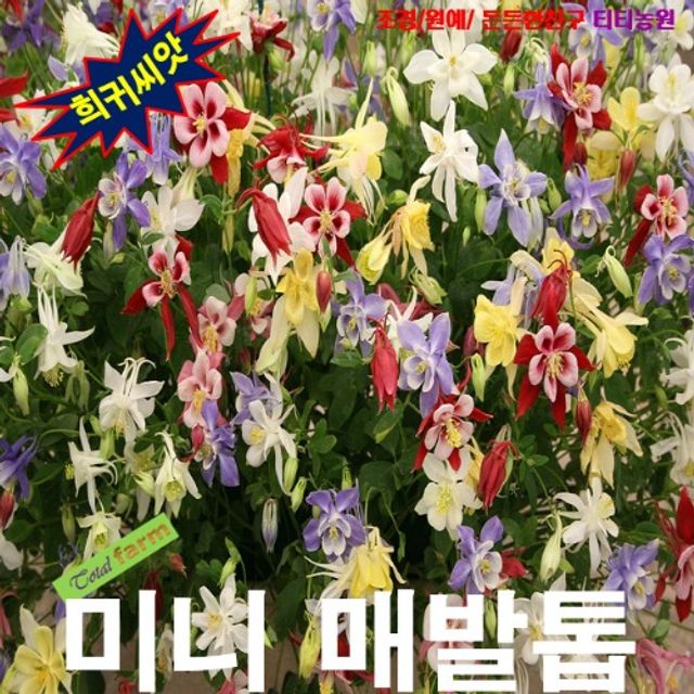 (씨앗나라) 다년생 매발톱 미니혼합 씨앗 15립