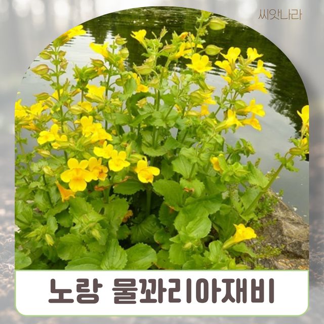 (야생화씨앗) 노랑물꽈리아재비 씨앗 20립 여러해살이