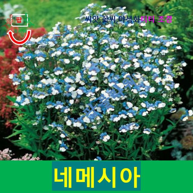 (씨앗나라) 네메시아 블루앤화이트 씨앗 15립