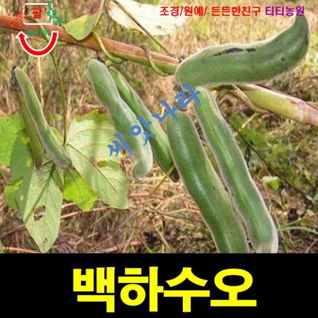 (씨앗나라) 백하수오 씨앗 20립 - 국내채종 종자