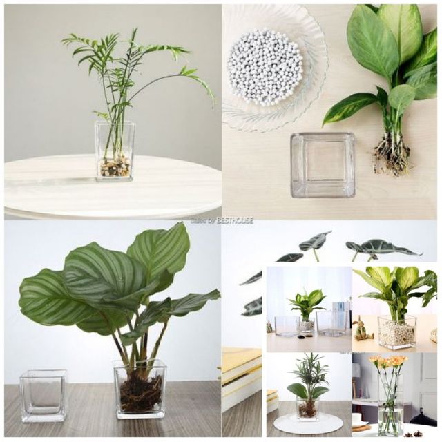 사각 유리 화병 20x10x20cm 유리꽃병 장식화병 엔틱화병 인테리어화병