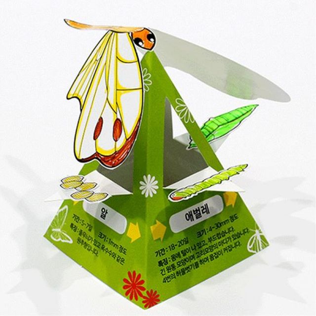 (SA) SA무게중심-나비의한살이(10인세트)
