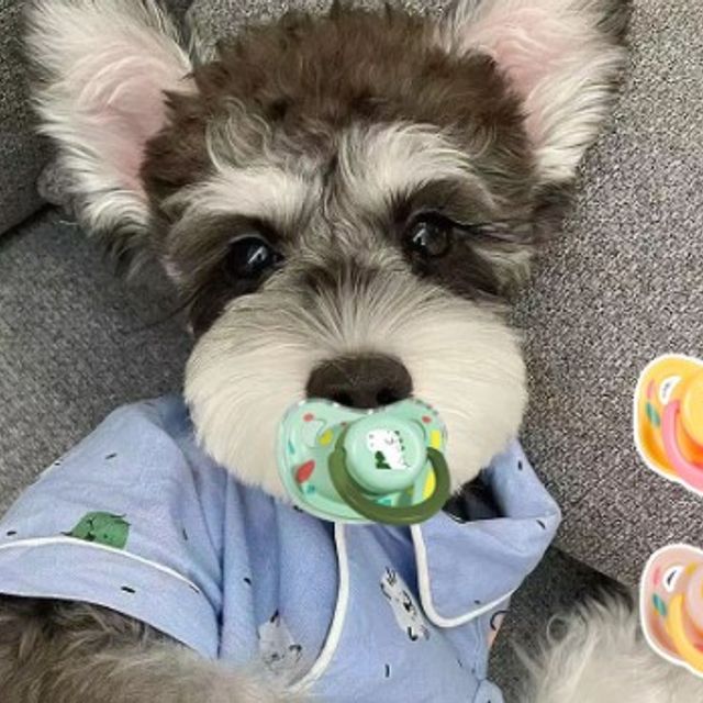 강아지 쪽쪽이 고급 실리콘 인기아이템
