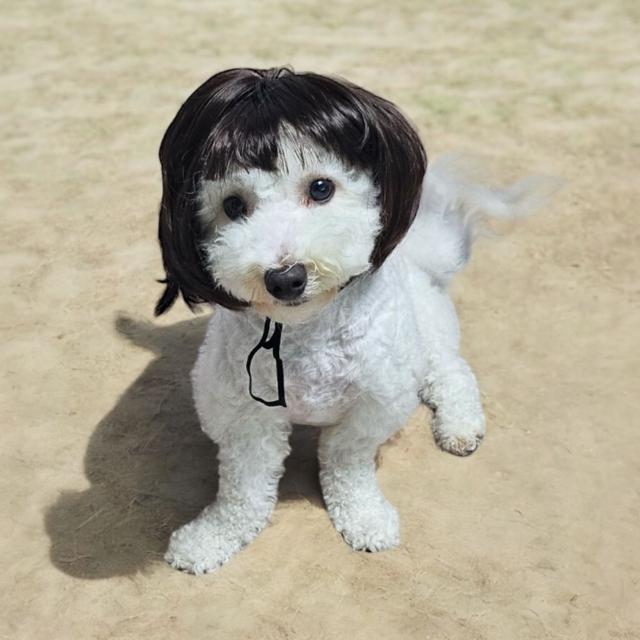 강아지 가발 금잔디 단발 반려동물 액세서리