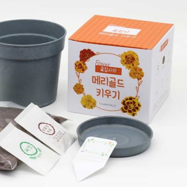메리골드 키우기 새싹키우기 원예수업 화분키트
