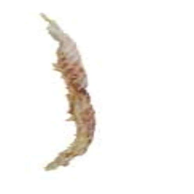 황태채 100g 강아지훈련보상 반려견간식 냥이간식 애견황태