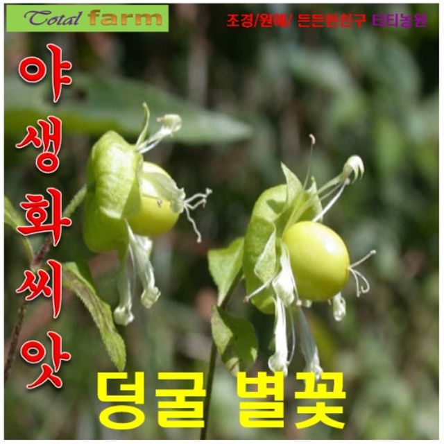 (씨앗나라) 덩굴별꽃 씨앗 20립