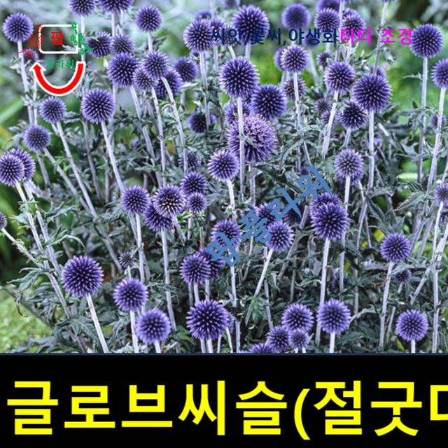 (씨앗나라) 글로브씨슬 절굿대 씨앗 15립