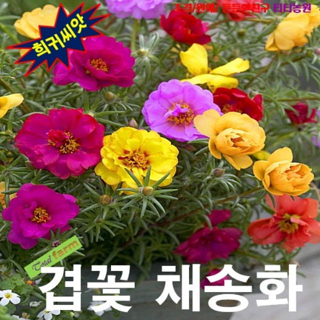 (씨앗나라) 채송화 겹꽃혼합 씨앗 50립 (핑크 레드 노랑 흰색)