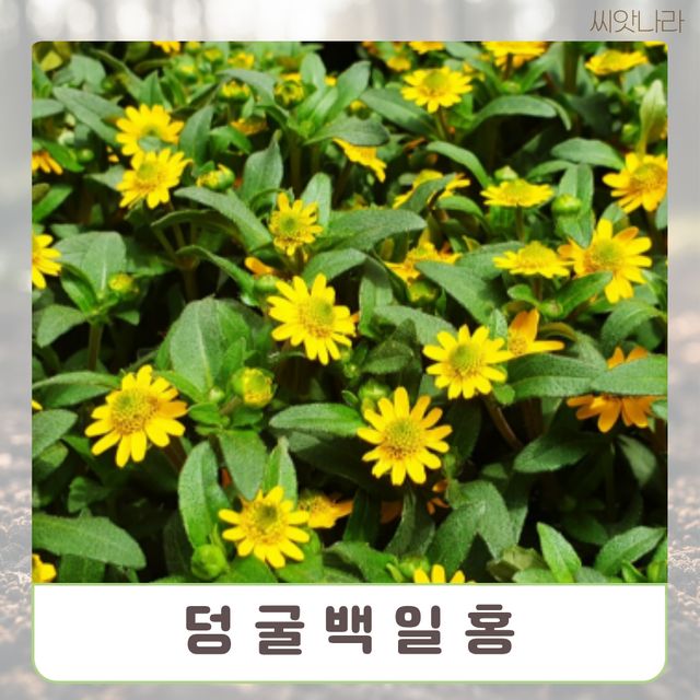 (씨앗나라) 덩굴백일홍 산비탈리아 혼합 씨앗 10립