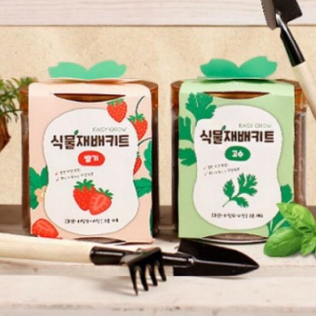 식물 키우기 세트 딸기 바질 고수 어린이용 재배