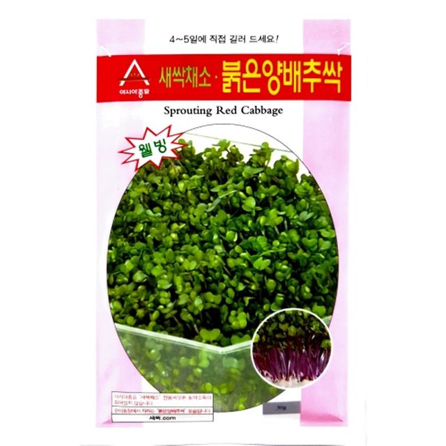 적양배추싹 새싹채소 씨앗 30g 종자