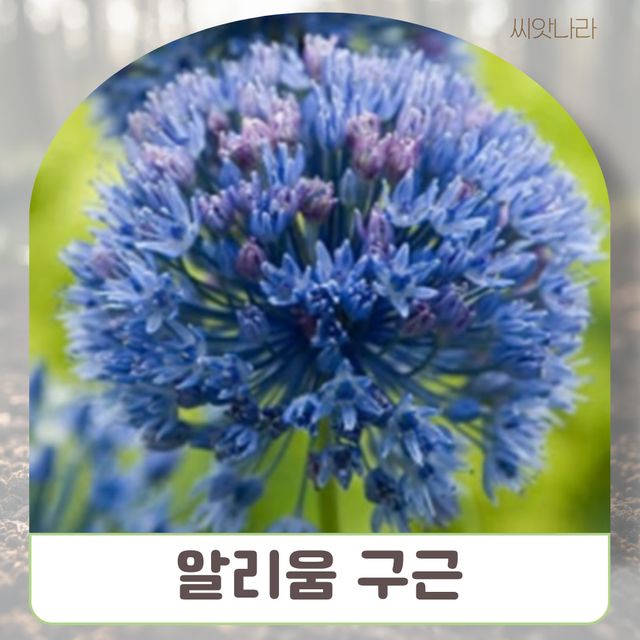 알리움 구근 10구 1세트 아를레움 채를레움