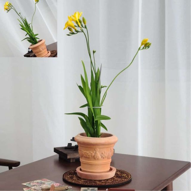 베트남 레드미니 꽃장식 16x14cm 받침셋트 미니화분 테이블화분 인테리어화분 꽃화분