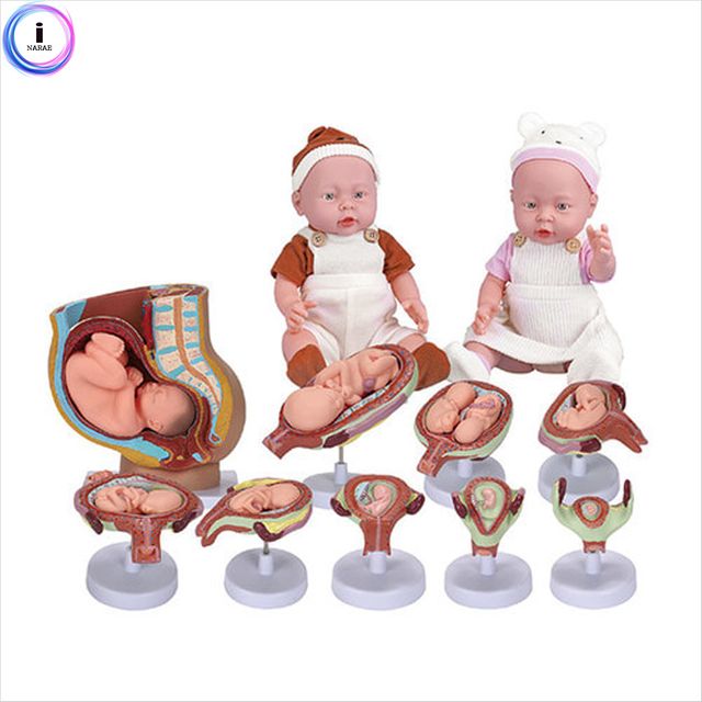 수학자연탐구성교육 태아발육+성교육 인형세트