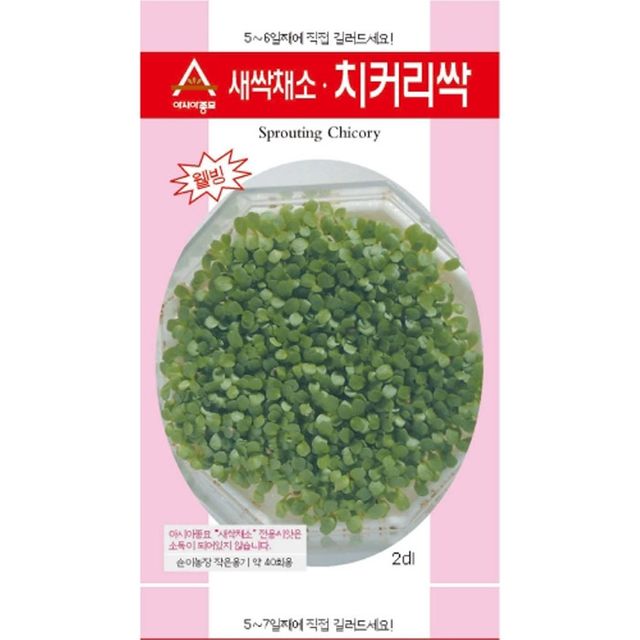 새싹채소 치커리싹 씨앗 5-7일 재배 종자