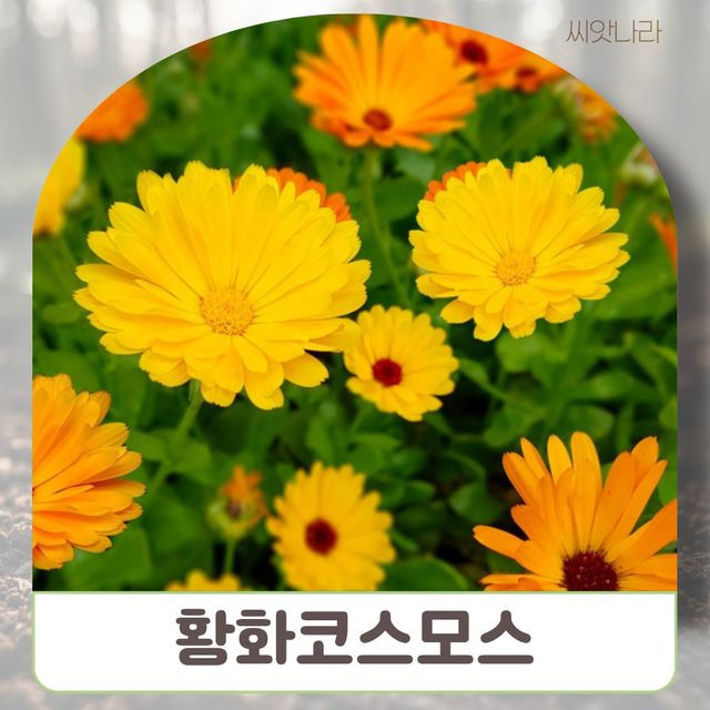 씨앗나라 황화코스모스 혼합왜성종 씨앗 10립