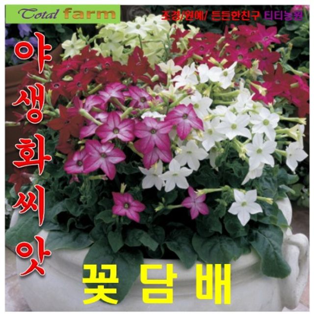 (씨앗나라) 꽃담배(니코티아나) 혼합 25립
