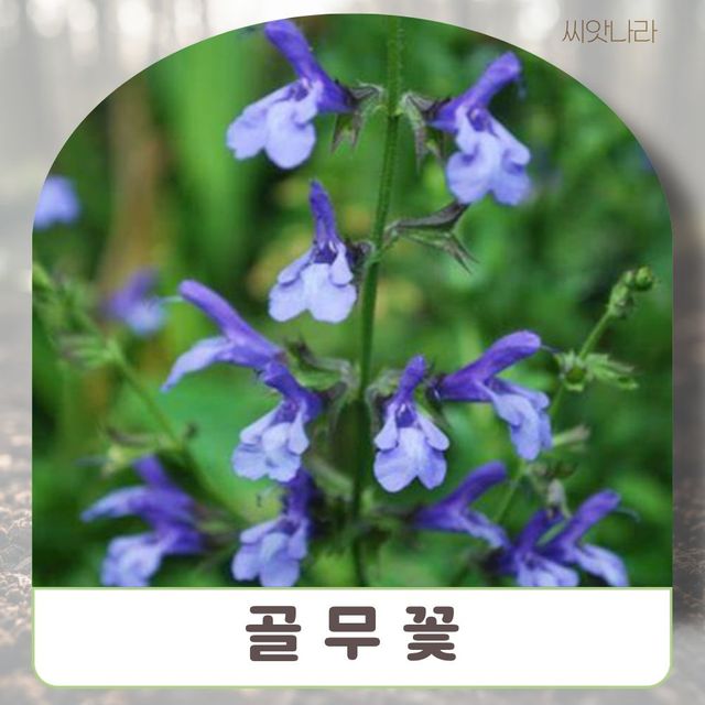 (씨앗나라) 골무꽃 씨앗 10립