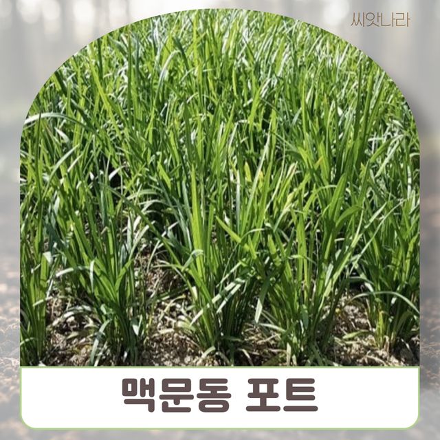 (씨앗나라) 모종 맥문동 모종 3치포트 1개