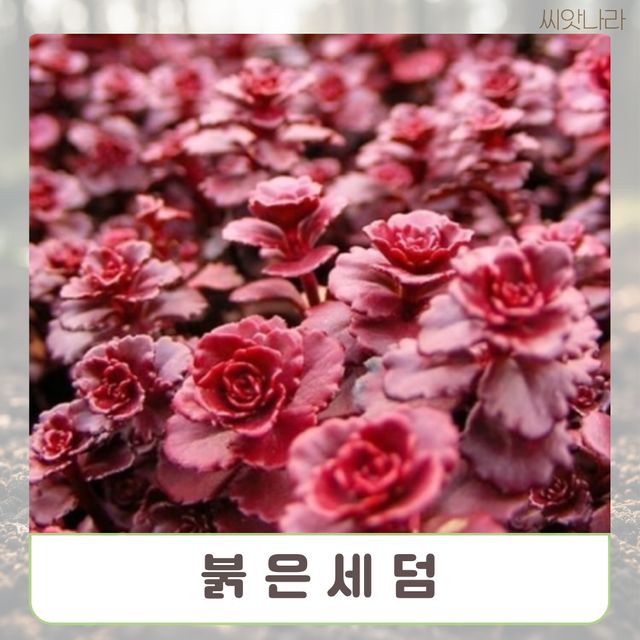 (씨앗나라) 붉은세덤 (퍼플카펫) 씨앗 100립