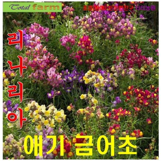 (씨앗나라) 리나리아(애기금어초) 금붕어꽃 혼합색 씨앗 15립