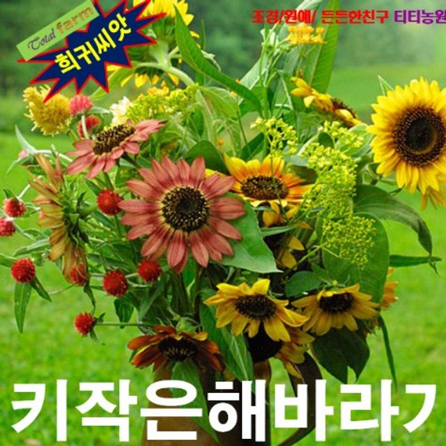 (씨앗나라) 키작은해바라기 5립