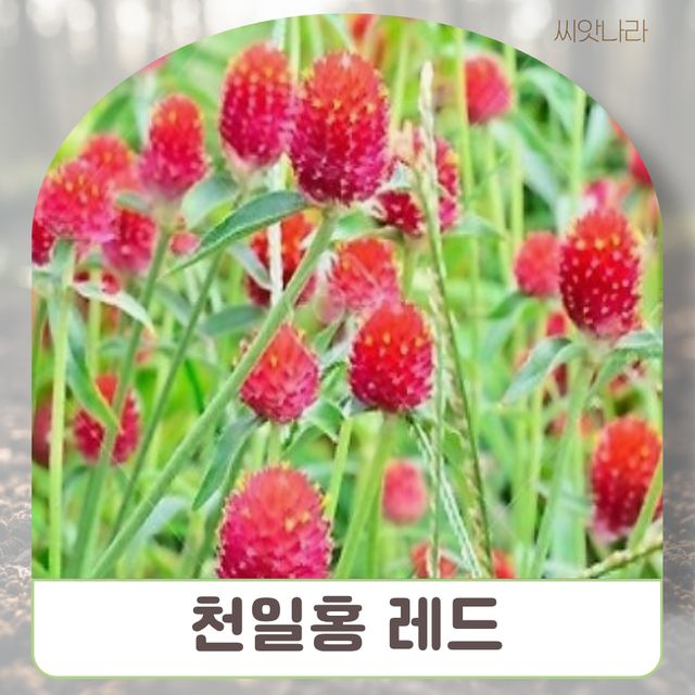 천일홍 씨앗 레드 50립 (천일동안 변함없는 천일홍)