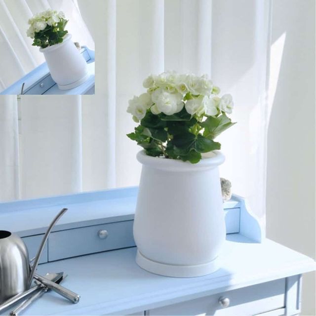 고강도 플라스틱 화분 22x26cm 턱단지 화이트 미니화분 꽃화분 거실화분 인테리어화분