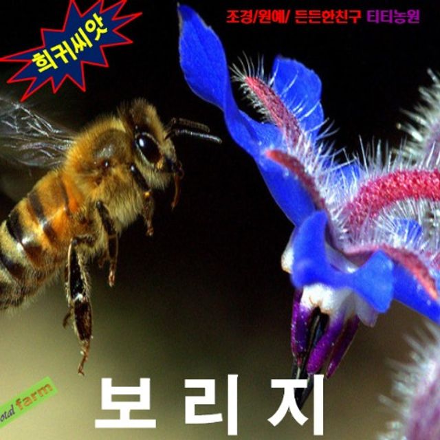 (씨앗나라) 샐러드로 최고인기 보리지 15립