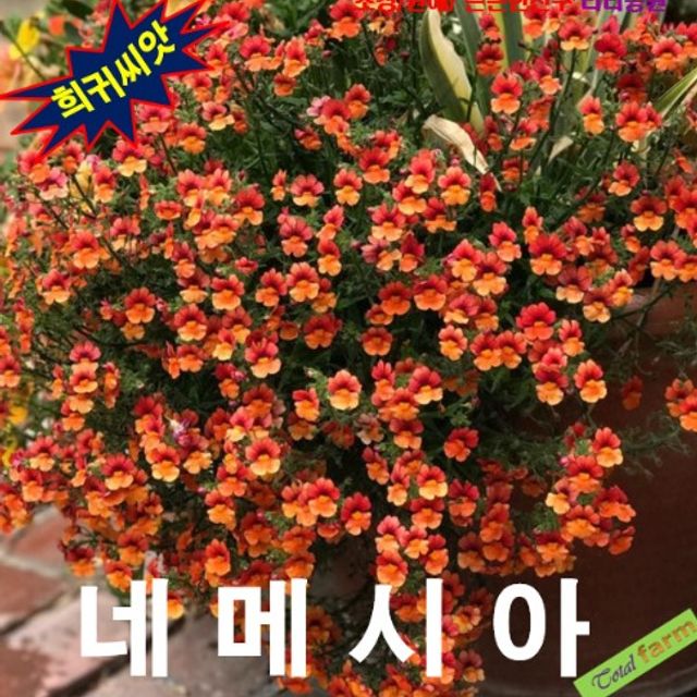 (씨앗나라) 네메시아 혼합 씨앗 20립