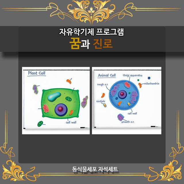 자유학기제 꿈과진로 세포 속엔 무엇이? 동식물세포 자석세트