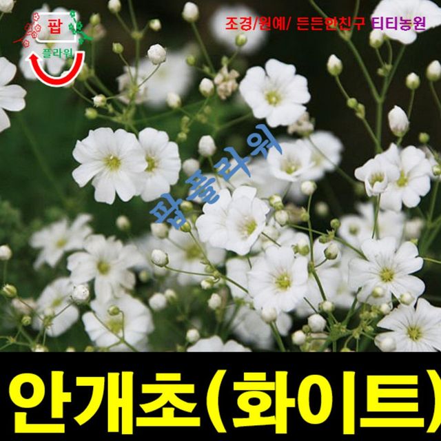 (씨앗나라) 안개꽃 흰색 씨앗 20립
