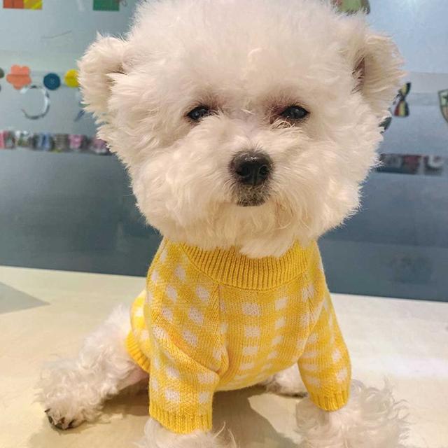 화사한 예쁜 데일리 반려견 푸들 니트 스웨터 스타일
