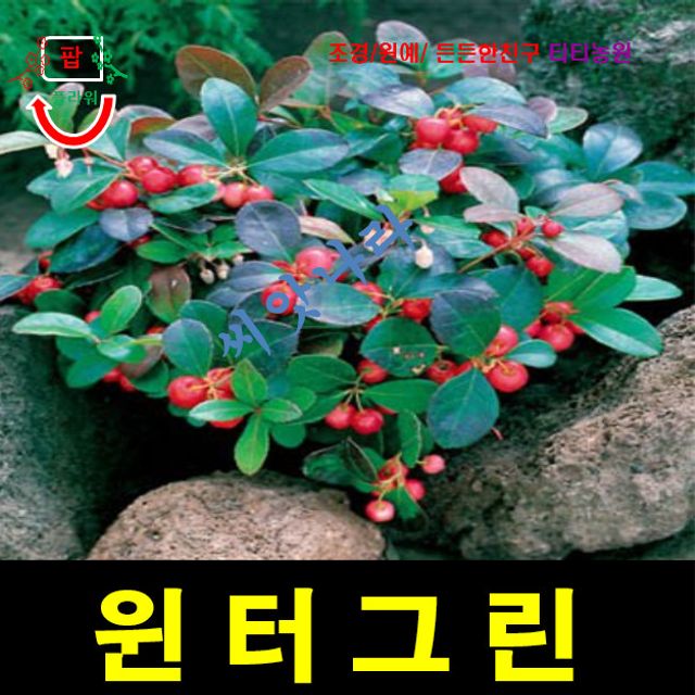 겨울의녹색 윈터그린 (스노우 베리) 씨앗5립