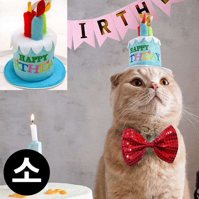 머리띠 생일 소 생일초 블루 펫 이벤트