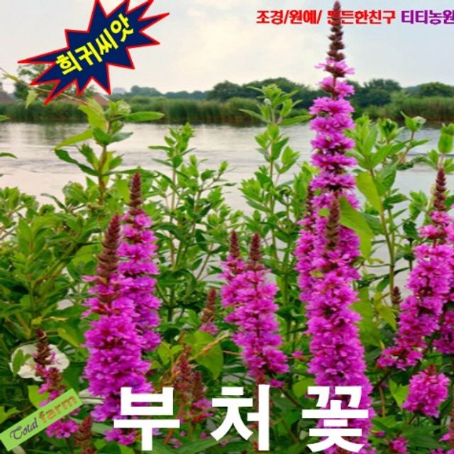 (씨앗나라) 부처꽃 혼합색 씨앗 15립