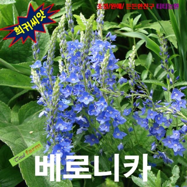(씨앗나라) 밀월식물 베로니카 로얄블루 씨앗 25립