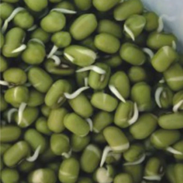 숙주 나물 녹두 곡물 콩류 종자 품종 식물 씨앗 30g