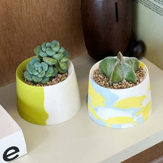 키우기쉬운 플랜테리어 패턴 도자기 다육식물 키트